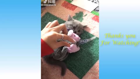 Funny Animal Videos that Make Me Burst Into Tears Laughing 😂 (CUTE)