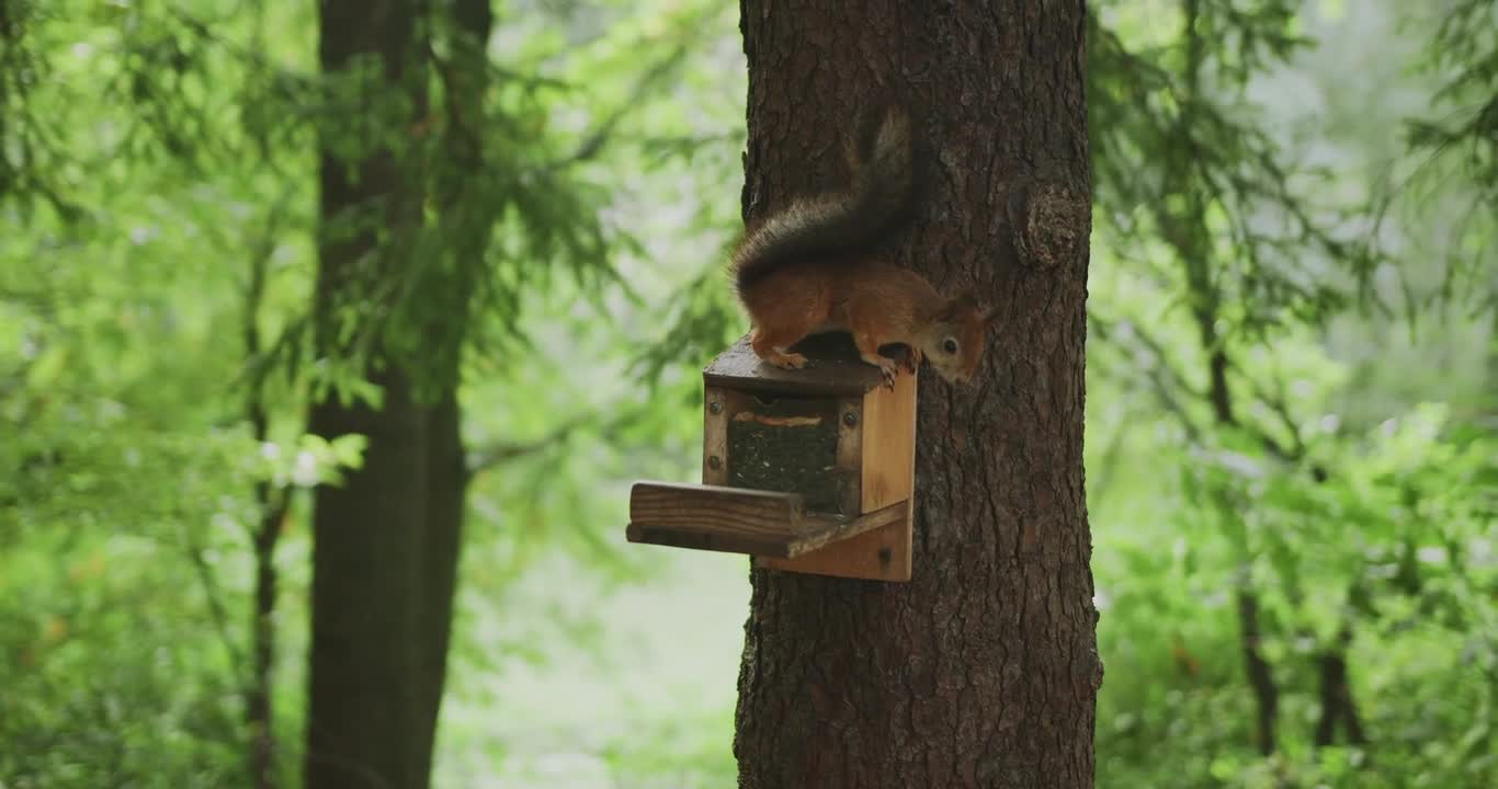 Squirrel enjoys the fresh sheets | funny animal videos!