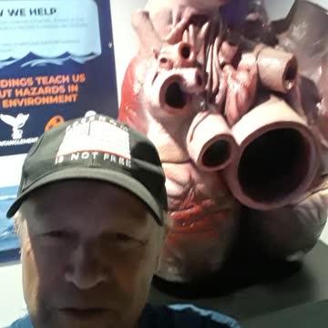 The heart of a Blue Whale