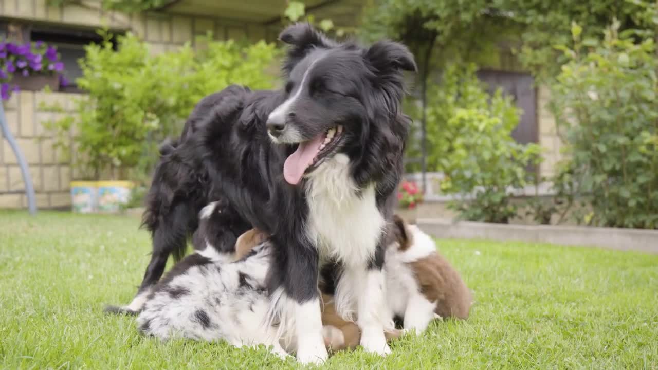 A mother dog breastfeeds her puppies in a garden closeup