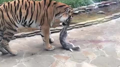 Tiger cruelly tears bunny to shreds