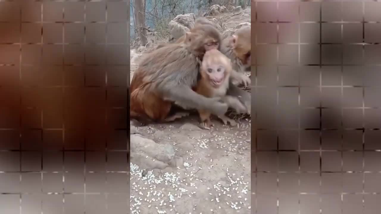 My Name is Giovanni Giorgio but... Funny Pets | Funny Animal Video