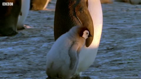 How Climate Change Affects Penguin Life | Natural World: Penguins of the Antarctic | BBC Earth