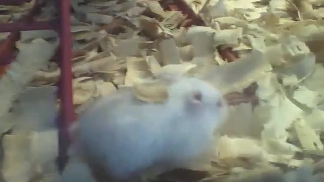 Hamster branco fica andando entre as lascas de madeira na loja de animais! [Nature & Animals]