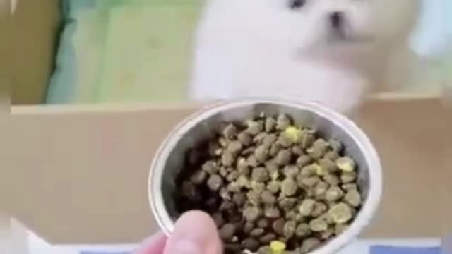 Funny puppy chasing for dog food