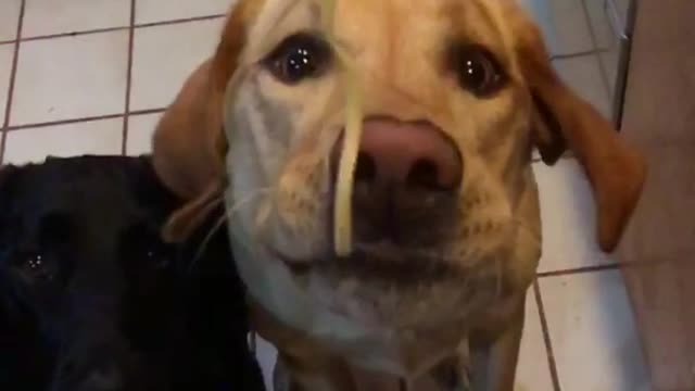 Slowmo labrador dog jumps up and bites spaghettit