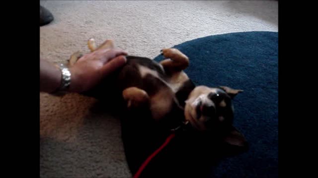 Cute Chihuahua "asks" for more belly rubs.