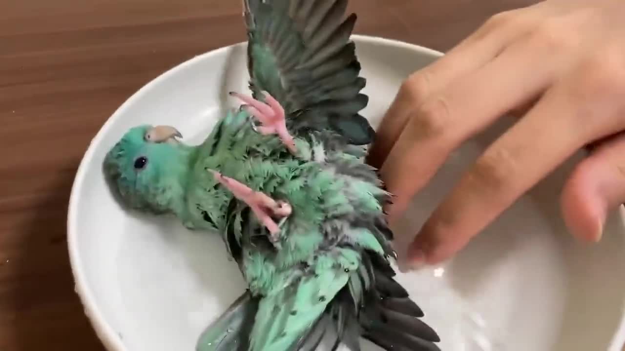 Bathing the parrot