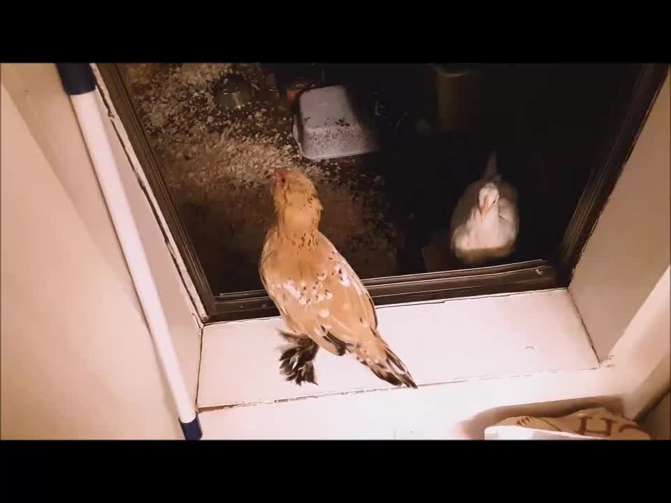 Bad Chicken!