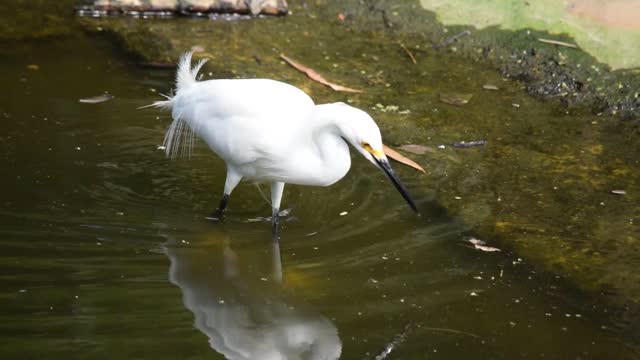 Snowy egret