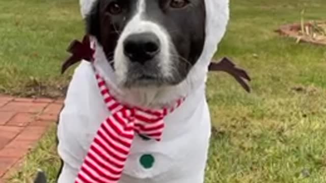 Cute doggy models adorable snowman costume