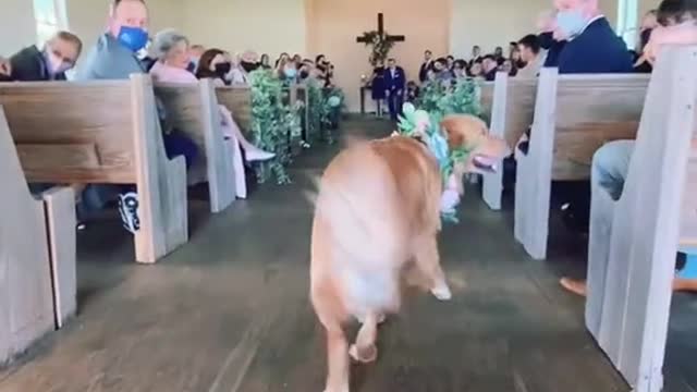 He ran to his dad down the aisle - but got some pets first of course 😍