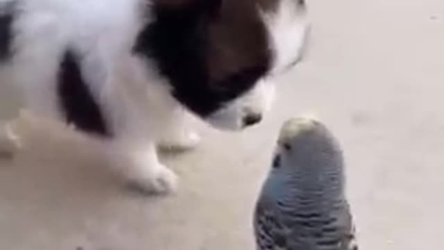 Funniest Pets - Awesome Funny Pet Animals Videos