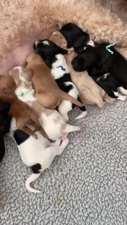 Cute and smart dogs funny pet