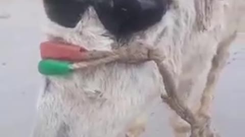 Donkey King in Black Glasses Funny Video