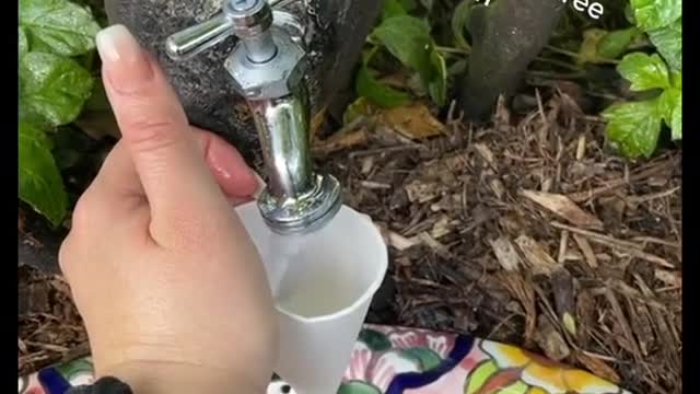 Me drinking lemonade in Cancundirectly froma lemon tree