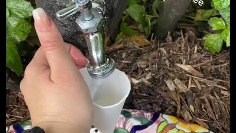 Me drinking lemonade in Cancundirectly froma lemon tree