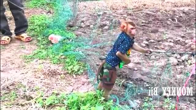 Smart Baby Monkey helps father- Monkey Animals 027