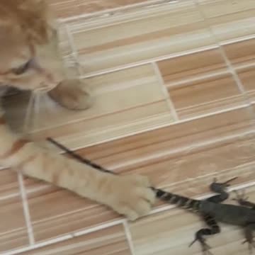 My 2 cats always bring home lizards to play