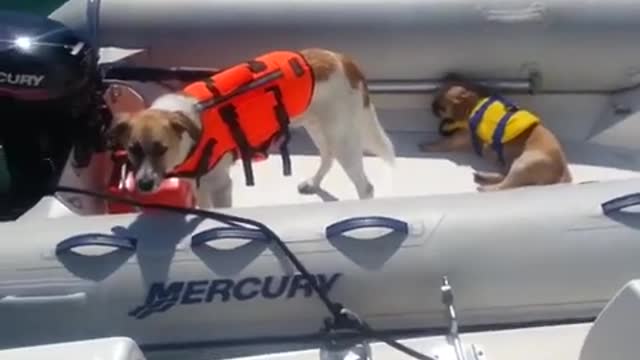 Dogs on Boats 2021