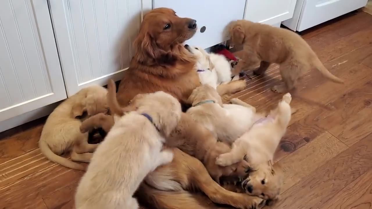 Golden Retriever Dad Babysits Puppies