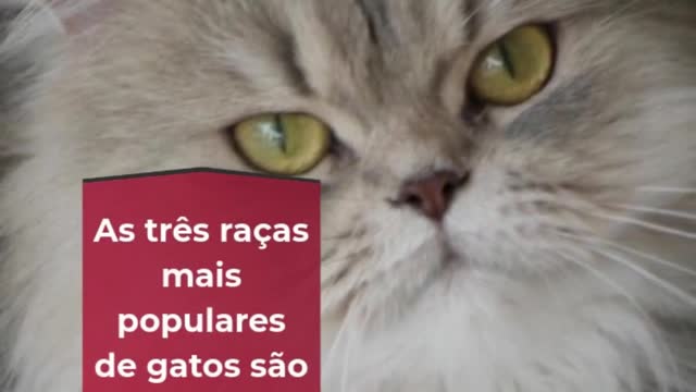 60 curiosities about cats 4