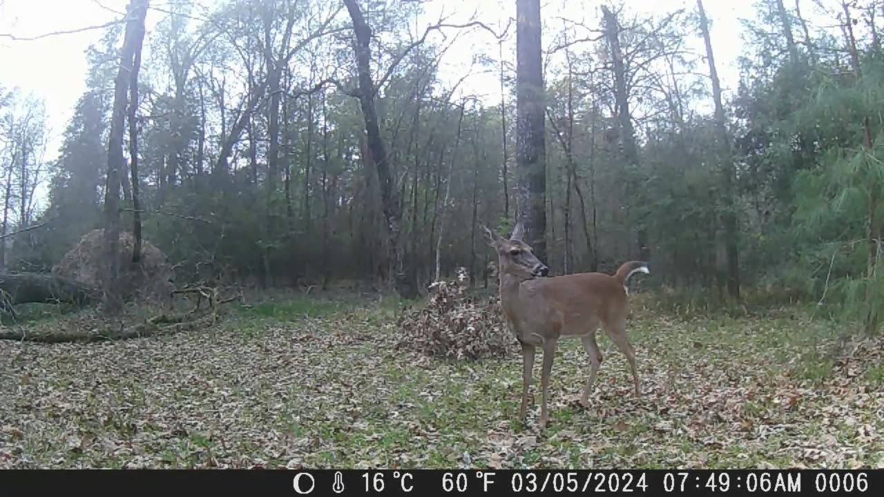 The Best of Deer Cam: March 2024