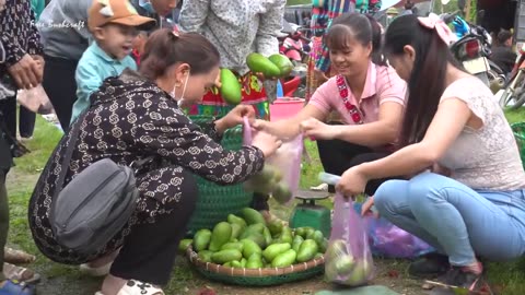 Harvesting Green Squash Go To Countryside Market