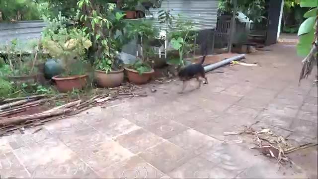 How Dogs React when see stranger 7 Running, Barking/ | Kofi Dogs