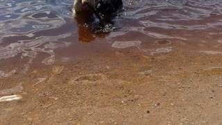 Up just helping his dad with a stick