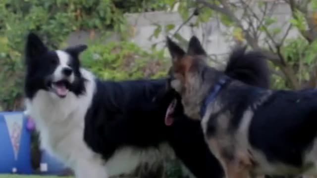 Playing Pets. #shorts A German Shepherd and a Husky playing together