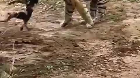 A dog caught by a tiger