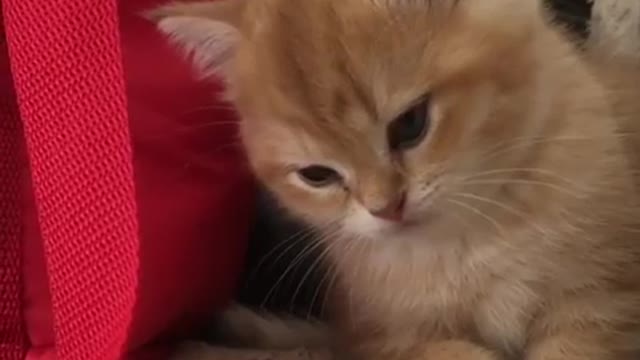 Funny Ukrainian kitten