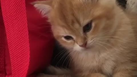 Funny Ukrainian kitten