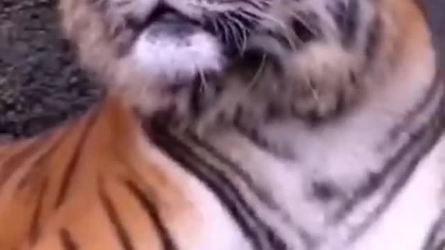 Lion transformation