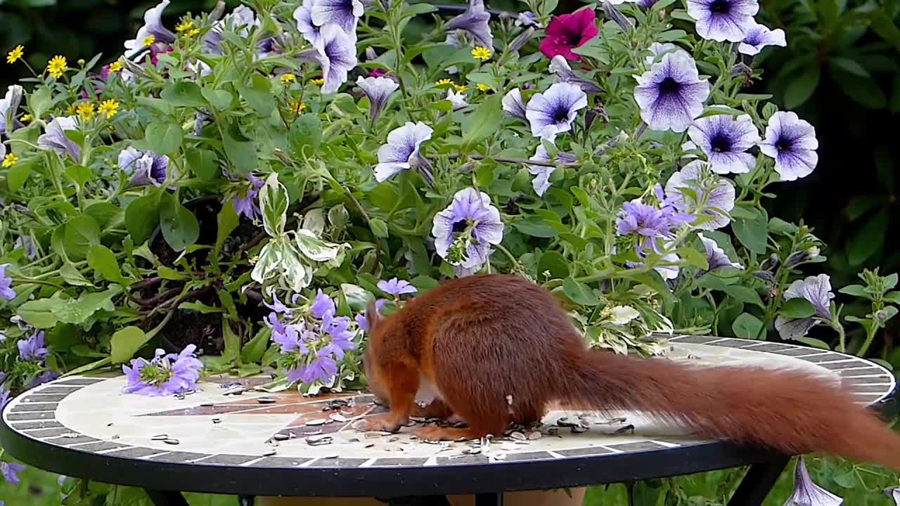 Funny_squirrel eating