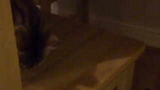 Bengal cat shares piece of chicken with Jack Russell 9