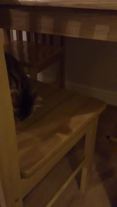 Bengal cat shares piece of chicken with Jack Russell 9