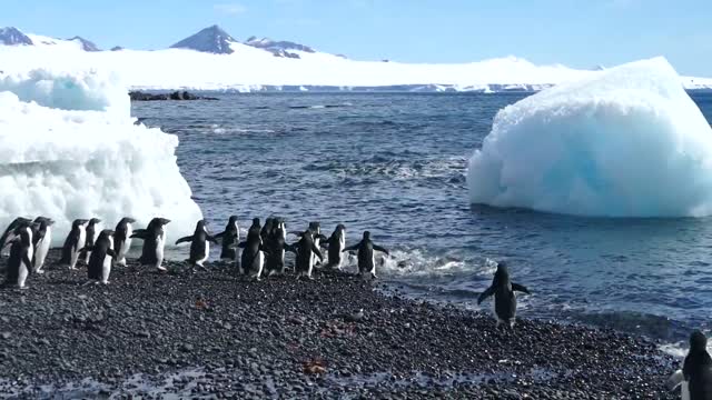 Piungin in the sea ice Antarctica Style is amazing