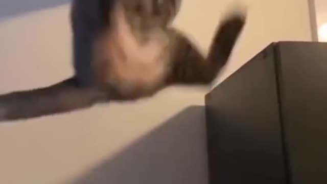AWW SO FUNNY Super Dogs And Cats Reaction Videos Honest Audio 49
