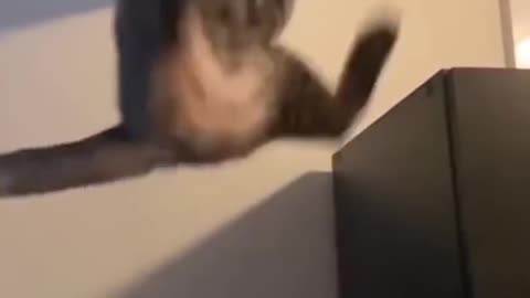 AWW SO FUNNY Super Dogs And Cats Reaction Videos Honest Audio 49