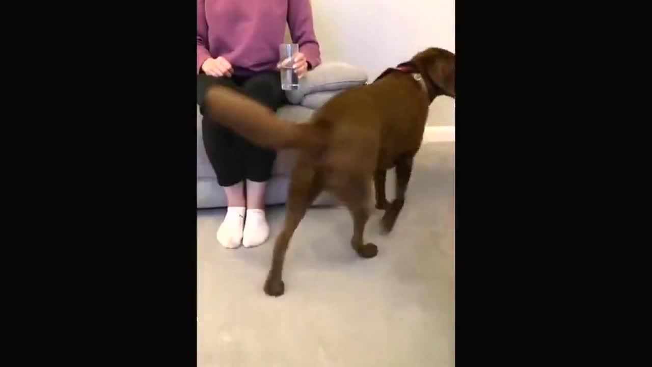Labrador recreates Kim Kardashian's champagne magazine cover leaving TikTok users in stitches