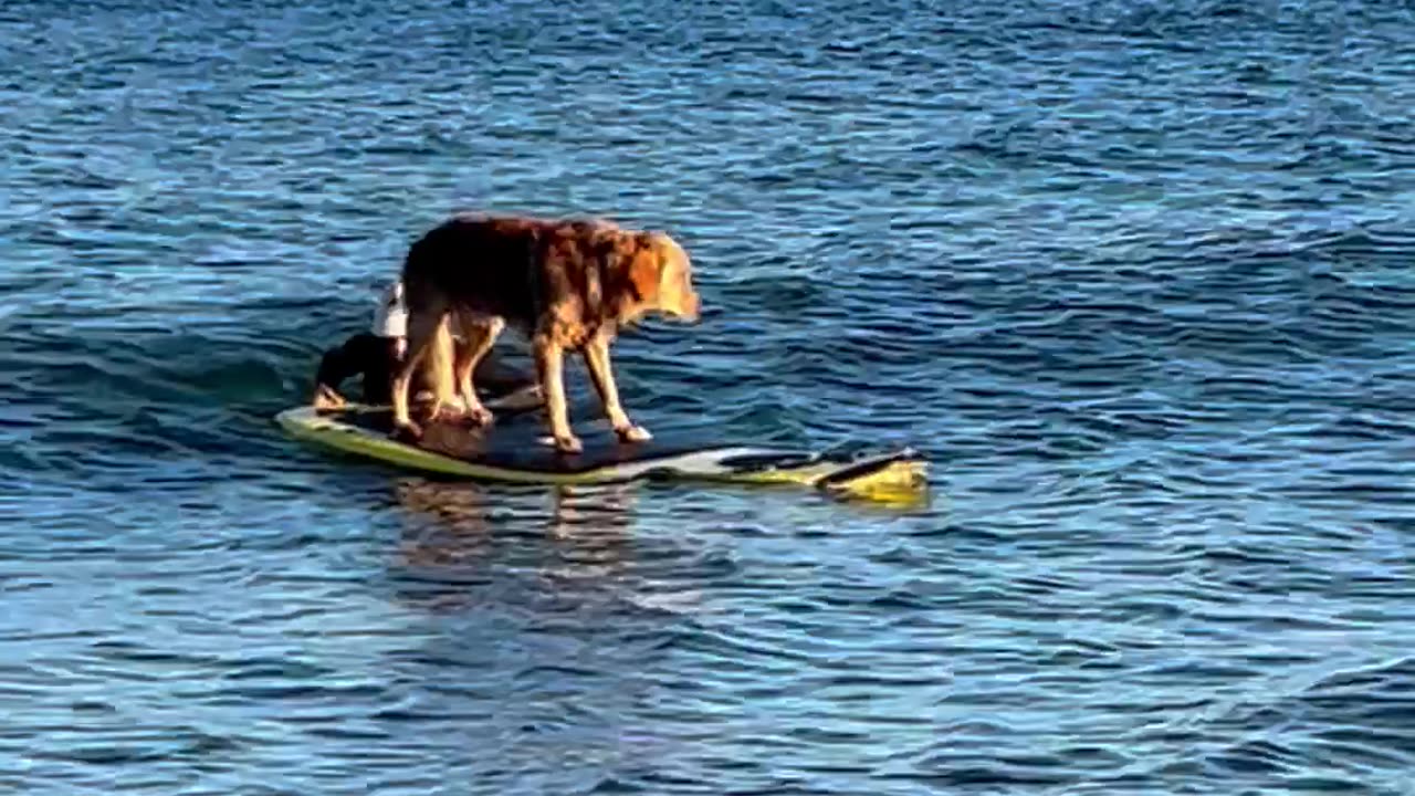 Golden Retriever Surfs Jersey Shore