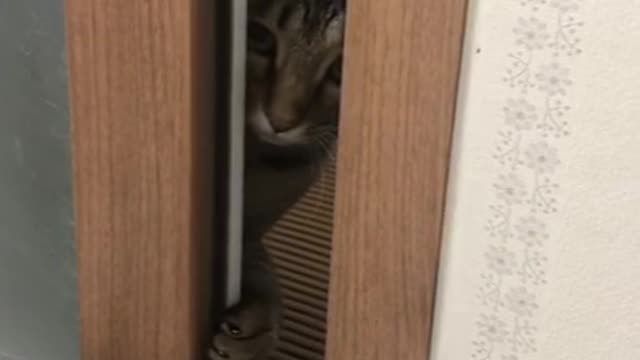 korean shorthair peekaboo