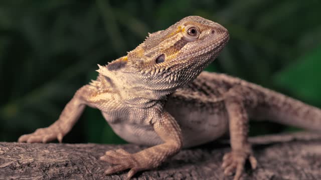 Lizard over a trunk at nature closeup