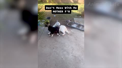 Funny Cats And Dogs Videos Funniest Animal Videos 2022 _1080p
