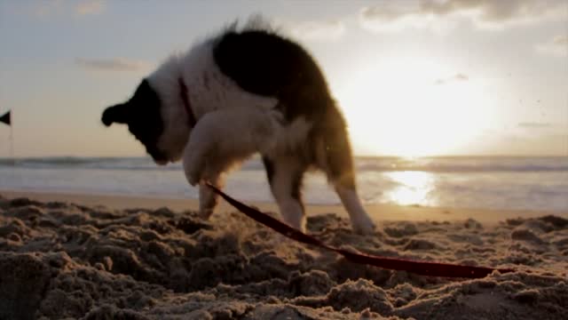 Dog At The Beach | Dog At The Beach