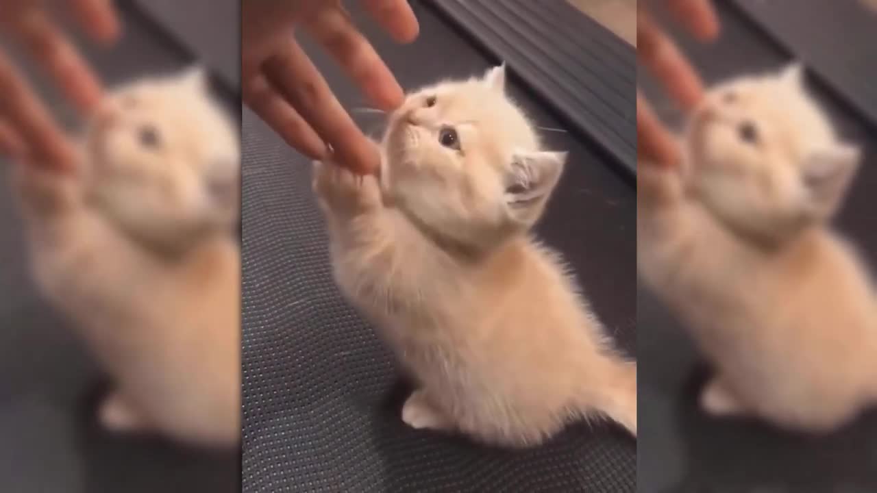 Animals that make us laugh