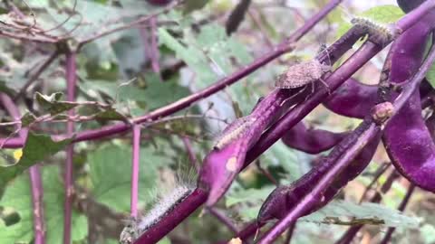 The caterpillar saw a bad guy coming to grab food, so it had to leave