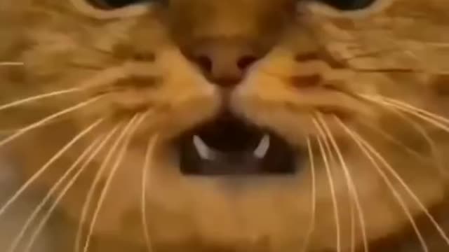 Funny cat #shorts #youtubeshorts